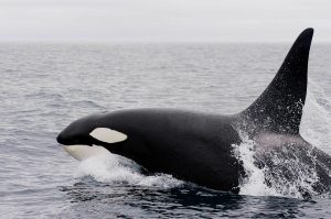 Orca Whale jumping out of the water